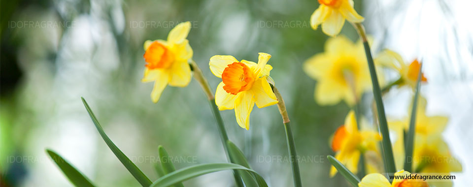 ดอก Daffodil แม้ชีพวาย ยังรักมั่น นิรันดร