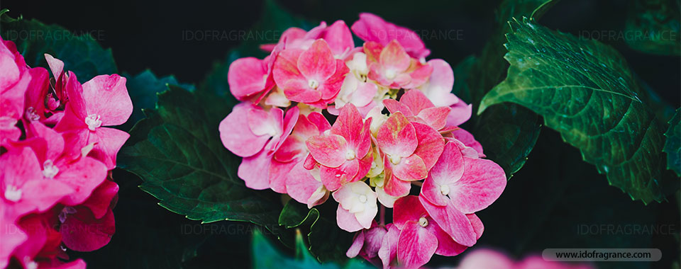 ไฮเดรนเยีย ..ตัวแทนดอกไม้แห่งความรักและความเข้าใจ