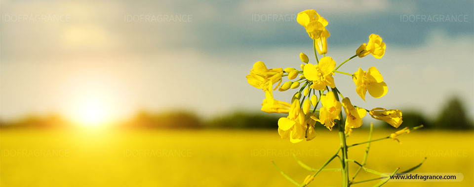 กลิ่นอายสีเหลืองทองของทุ่งดอกคาโนลา