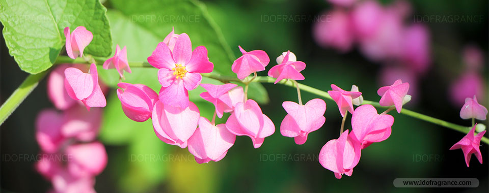 กลิ่นอายของดอกพวงชมพูริมรั้ว ...ดอกไม้สีชมพูหวานแหววรูปหัวใจ