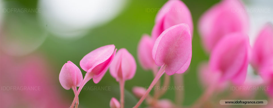 กลิ่นอายของดอกพวงชมพูริมรั้ว ...ดอกไม้สีชมพูหวานแหววรูปหัวใจ