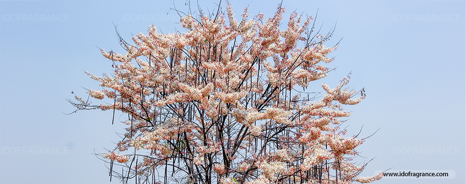กลิ่นหอมกรุ่นๆ ของกัลปพฤกษ์ดอกสวยบานสะพรั่ง กับฉายาซากุระเมืองไทย