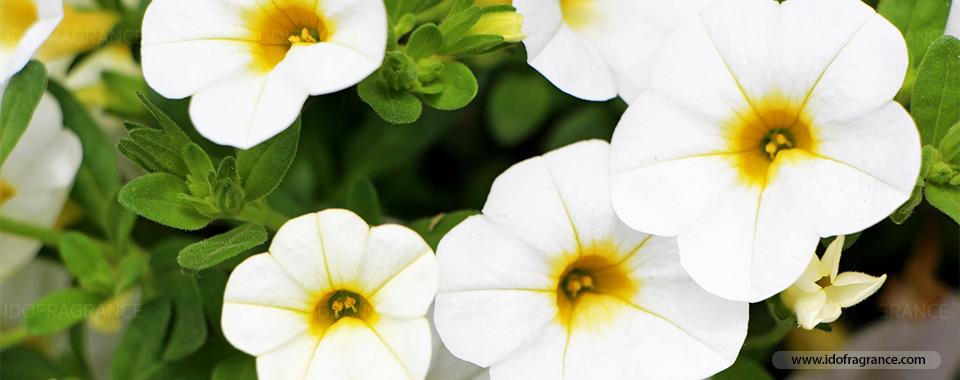 กลิ่นหอมอ่อนๆ ของดอก “พิทูเนีย” ไม้ประดับที่มีดอกสวยบานสะพรั่ง