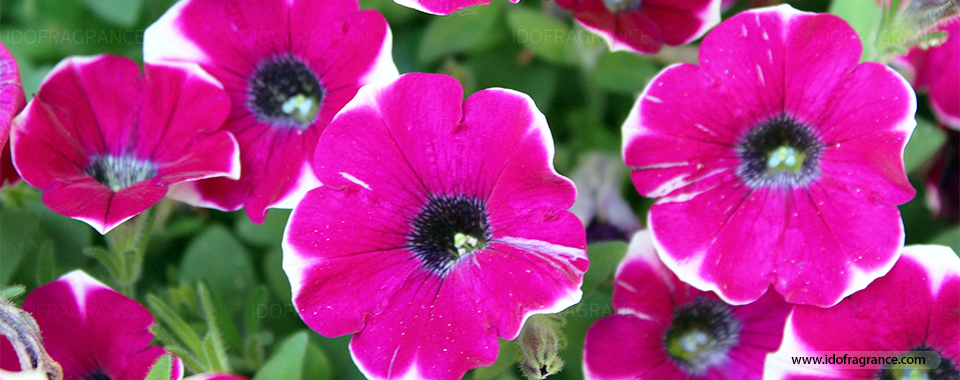 กลิ่นหอมอ่อนๆ ของดอก “พิทูเนีย” ไม้ประดับที่มีดอกสวยบานสะพรั่ง