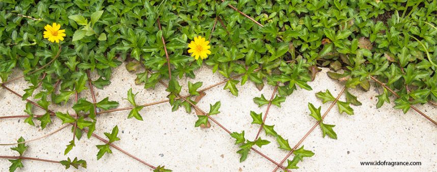 aroma-of-5-Thai-style-creepers-01 กลิ่นหอมเย็นๆ ของ 5 พรรณไม้เลื้อย สไตล์ไทยๆ