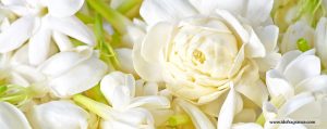 หอมกลิ่นดอกมะลิ ดอกไม้สัญลักษณ์ประจำวันแม่