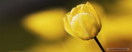 หอมดอกทิวลิป สายพันธุ์ใหม่ “คิง ภูมิพล” ที่ได้รับพระราชทานชื่อจาก “พ่อหลวง”