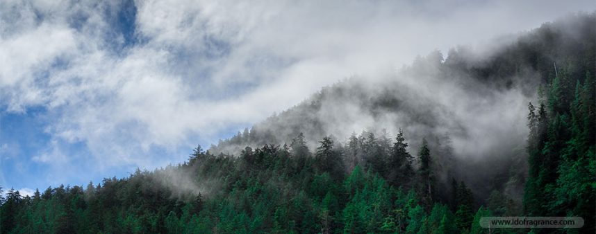 mountain-fragrance-after-rain-01 หลงกลิ่นอายของภูเขาหลังฝนตก