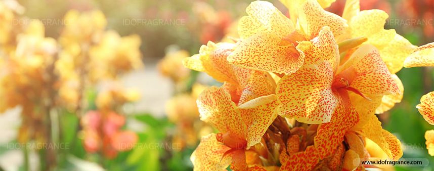 Canna-flower-02 กลิ่นดอกพุทธรักษา... สัญลักษณ์..ของวันพ่อที่ไม่เคยลืม