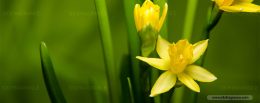 ดอก Daffodil แม้ชีพวาย ยังรักมั่น นิรันดร