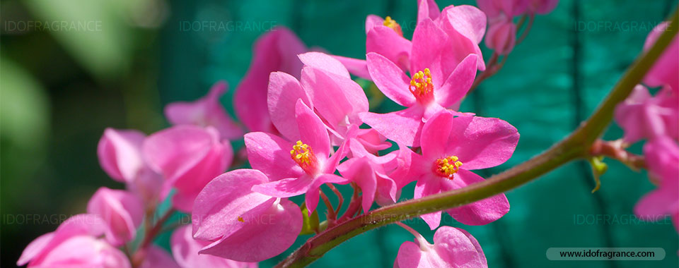 กลิ่นอายของดอกพวงชมพูริมรั้ว …ดอกไม้สีชมพูหวานแหววรูปหัวใจ | น้ำหอม ไอดู