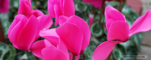 หอมดอก Cyclamen กลิ่นแห่งการลาจาก