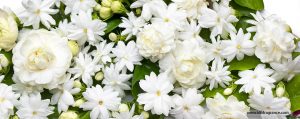 ความหมายดีๆ ของดอกมะลิ..สื่อรักวันแม่ 12 สิงหา 2561